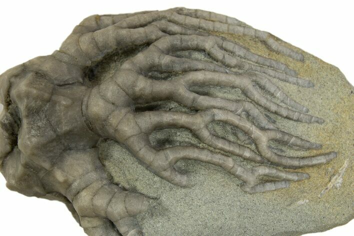 Fossil Crinoid (Cyathocrinites) - Crawfordsville, Indiana #310193